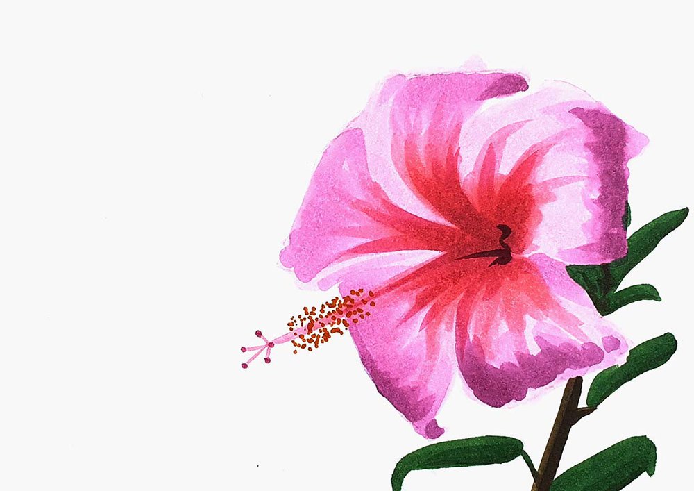 How To Draw A Hibiscus Flower - Super Simple Step-By-Step